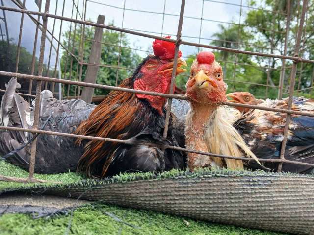 Rescate de gallos