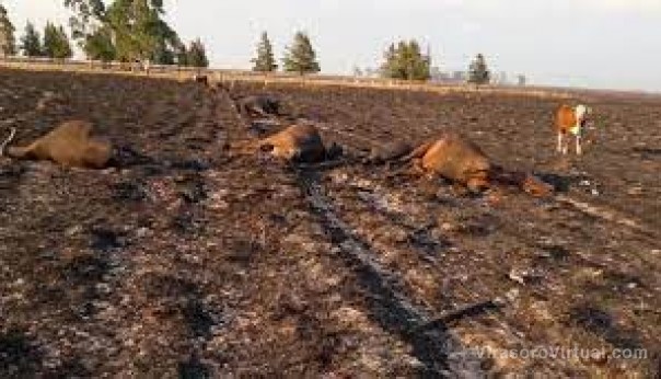 Valdés firma hoy el decreto para declarar la emergencia agropecuaria en Corrientes