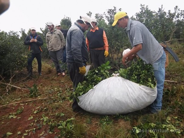 Capacitarán a trabajadores yerbateros.