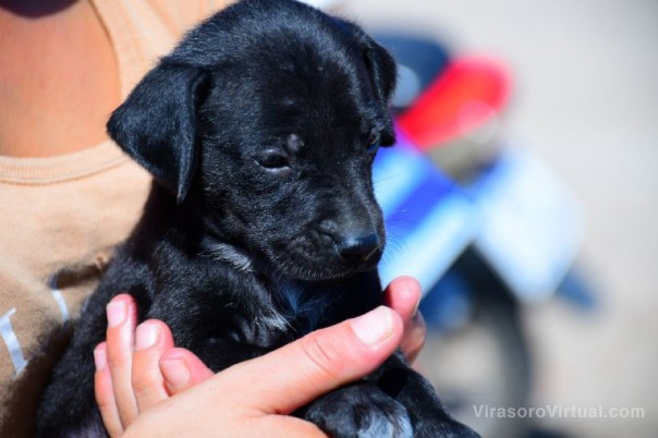 La Muni en tu Barrio, Mascotas Saludables y Descacharrado estarán en los barrios Laguna Seca y Molina Punta