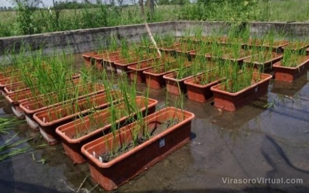 La calidad de las semillas de arroz guarda relación con el peso específico de los granos