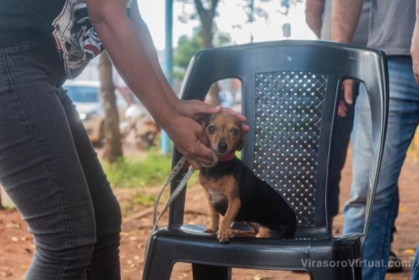 Campaña de vacunación antirrábica en los barrios