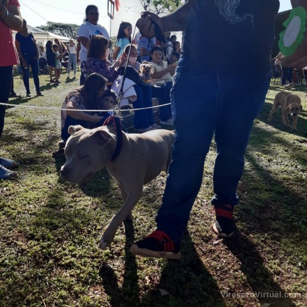 Desfile de mascotas