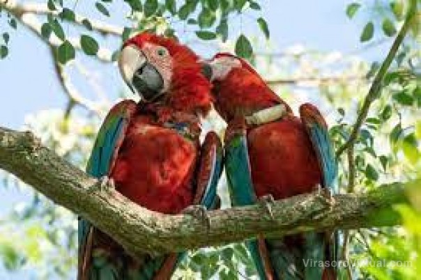 Un grupo de cuatro guacamayos rojos vuela libre en el Iberá tras recomponerse en el Aguará