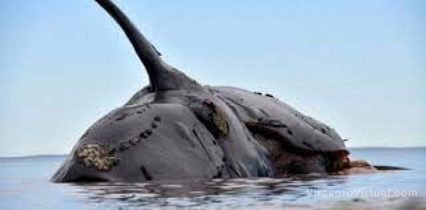 Hallaron otras 12 ballenas muertas en Chubut y ya son 30