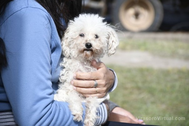 El municipio dio a conocer el cronograma de agosto de Mascotas Saludables