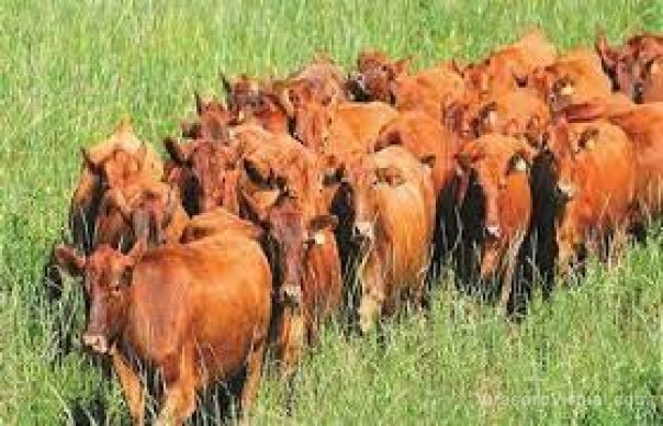 Denuncian el robo de casi cien vacas de una estancia
