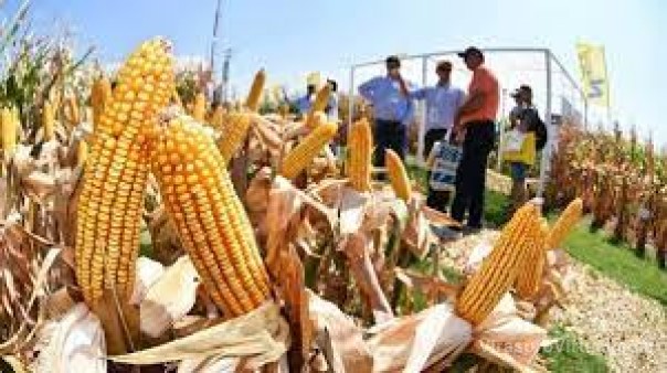 Compensación para pequeños y medianos productores de soja y maíz