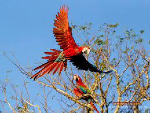 Liberarán a seis guacamayos rojos en los Esteros del Iberá