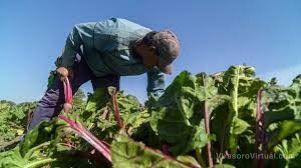 Preocupante situación entre productores frutihortícolas por los insumos a precio dólar