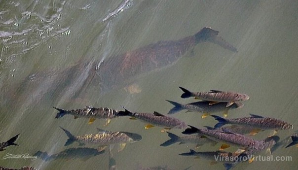Alertan ante la desaparición de surubíes y dorados