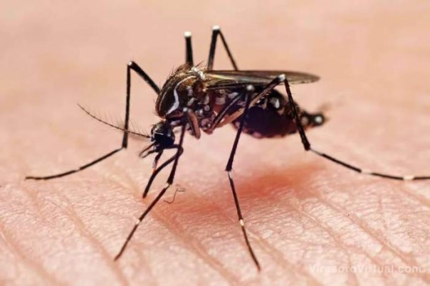 Puedo haber tenido dengue?: qué implican los casos asintomáticos