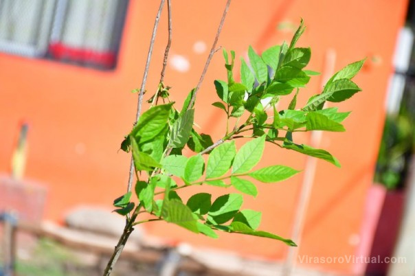 Jornada de concientización y plantación de árboles en el barrio Virgen de los Dolores