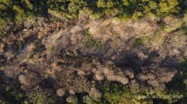Corrientes: probaron con fotografías el desmonte en zonas protegidas