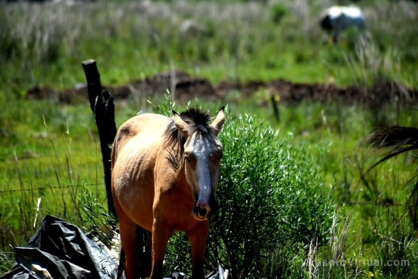 Trabajamos en la desparasitación de animales como un servicio hacia los oleros.