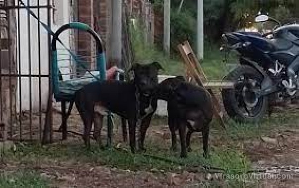 Sacrificaron a los perros que atacaron y casi matan a un niño en Corrientes