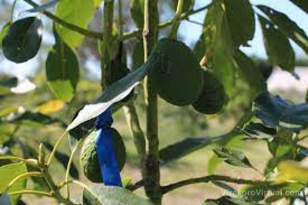 Buscan las plantas de palta con la mejor genética productiva del Norte Grande