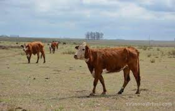 Emergencia Agropecuaria: asistieron a más de 18 mil productores