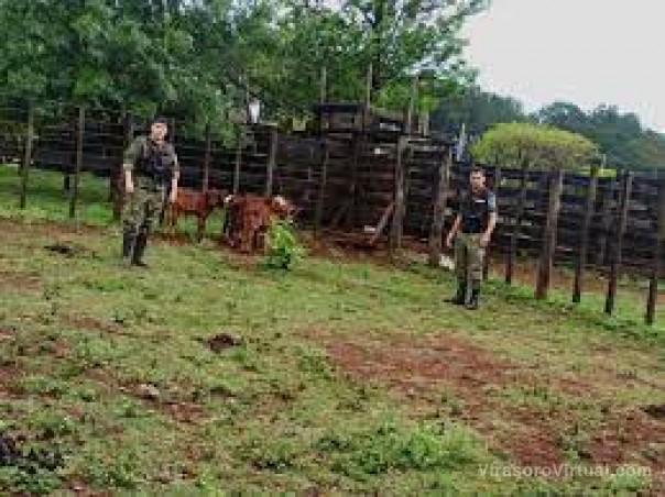 Secuestraron cuatro terneros y demoraron a un hombre
