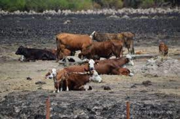 Incendios: ascienden a $130.000 millones las pérdidas en las 5 cadenas productivas