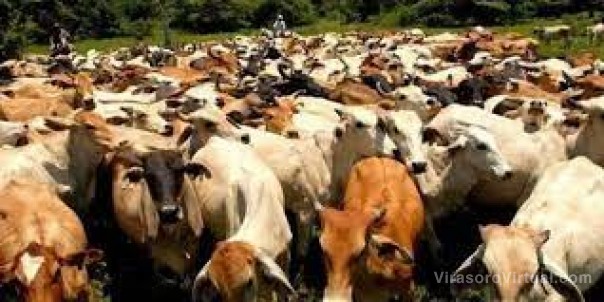 UMC y Haciendas Villaguay vendieron más de 9.000 cabezas en Virasoro