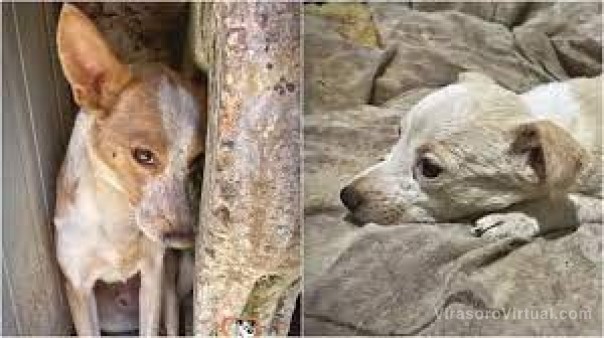 San Juan: mujer asesinaba perros y gatos para poder "alargar su vida"