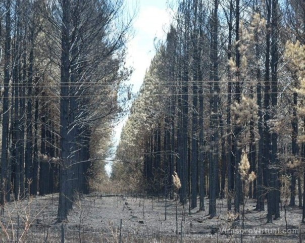 La Provincia evalúa el impacto de la sequía en la forestación y recomiendan técnicas de cultivo a productores