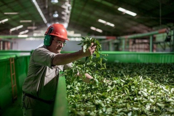 Exportadoras de yerba obtuvieron excelentes ganancias en 2021