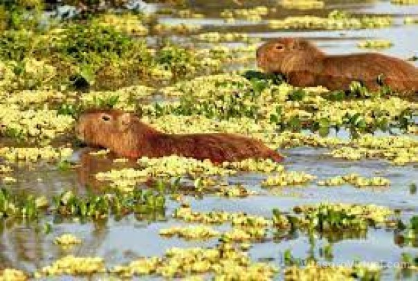 Valdés destacó la consolidación del Iberá como destino de eco turismo