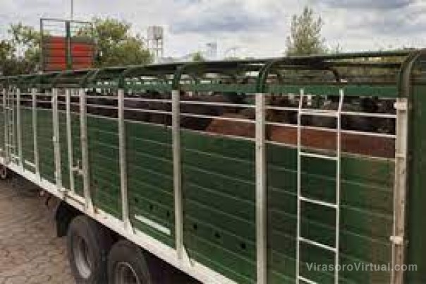 Senasa aplicó excepciones para el traslado de ganado