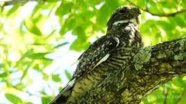 Pusieron GPS en aves migratorias de Corrientes y las encontraron en Estados Unidos