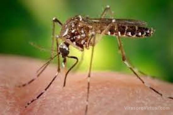Récord histórico de muertes por dengue