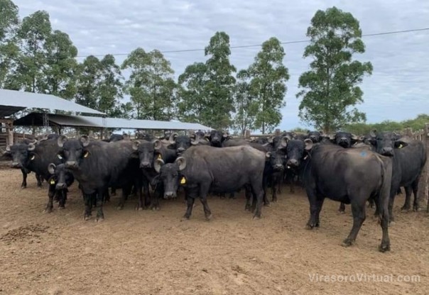 Brindarán asesoramiento en el manejo productivo de búfalos tras el impacto de la sequía y los incendios