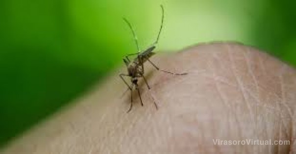Dengue: advierten que con la llegada del calor pueden crecer los casos