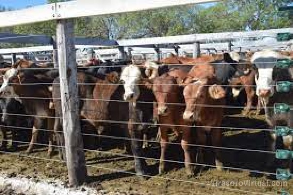 Pequeños productores en Virasoro