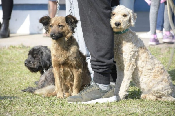 El programa Mascotas Saludables estará en los barrios Juan de Vera, Laguna Seca y 17 de Agosto