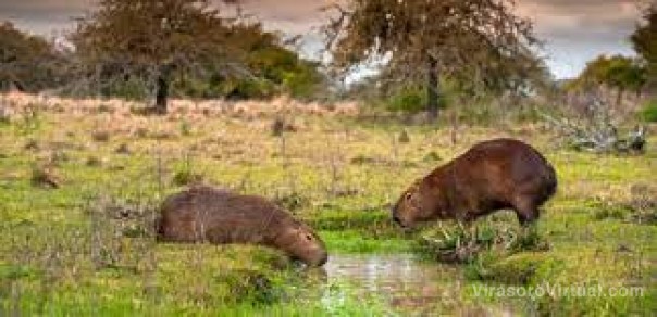 Iberá: advierten que la recuperación de la vegetación es normal y se debe a las lluvias