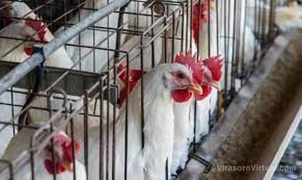 Influenza aviar: analizan suspender el tránsito de aves por Corrientes