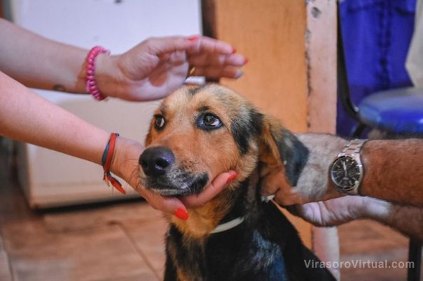 Programa municipal de esterilización