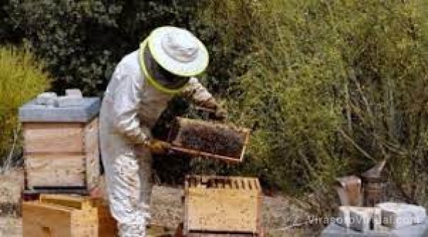 La Nación entregó 30 toneladas de azúcar a productores apícolas