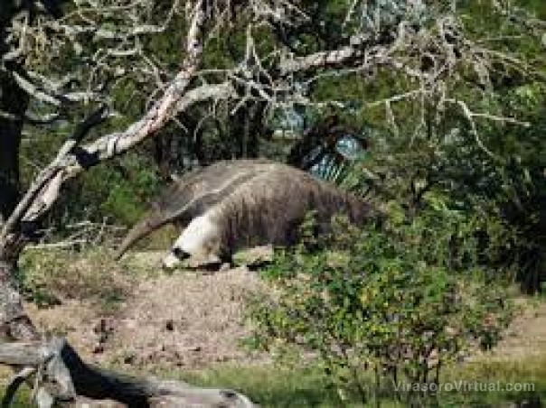 Por los incendios trasladaron a tres osos hormigueros gigantes del Parque Nacional Iberá