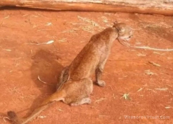 Tragedia en Corrientes: así intentan escapar yacarés con sus crías y pumas atrapados entre las llamas