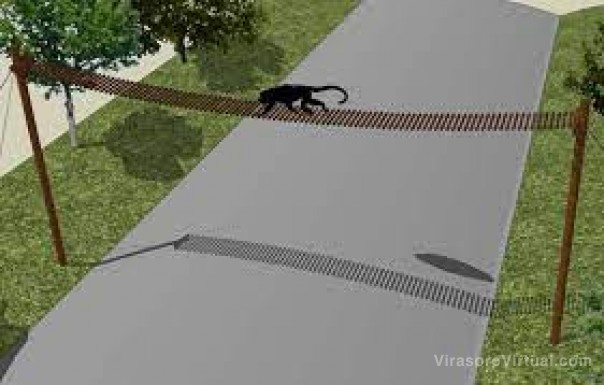 La ciudad de Corrientes tendrá pasafaunas para ayudar a los monos carayá