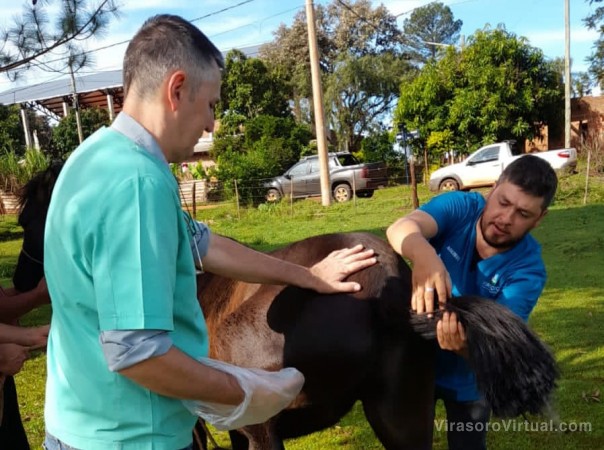Control sanitario y vacunación de caballos en los barrios