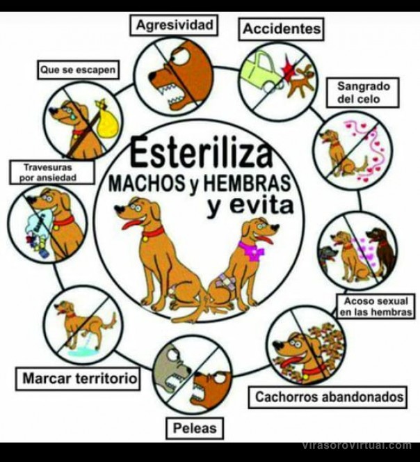 Programa Municipal de Esterilización para Mascotas