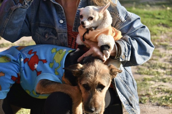 La Municipalidad celebra el Día Internacional del Animal en el parque Cambá Cuá