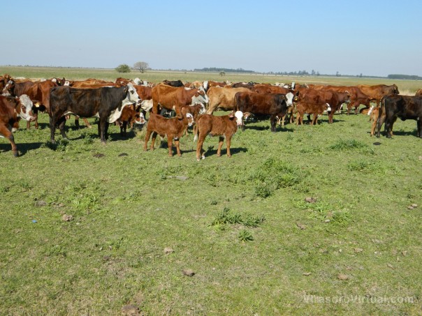 Ante escenarios de déficit de pasturas, plantean opciones de manejo del recurso forrajero para el periodo invernal