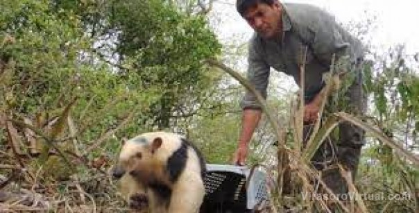 Equipan al Centro Aguará para la recepción y el rescate de animales por temor a incendios