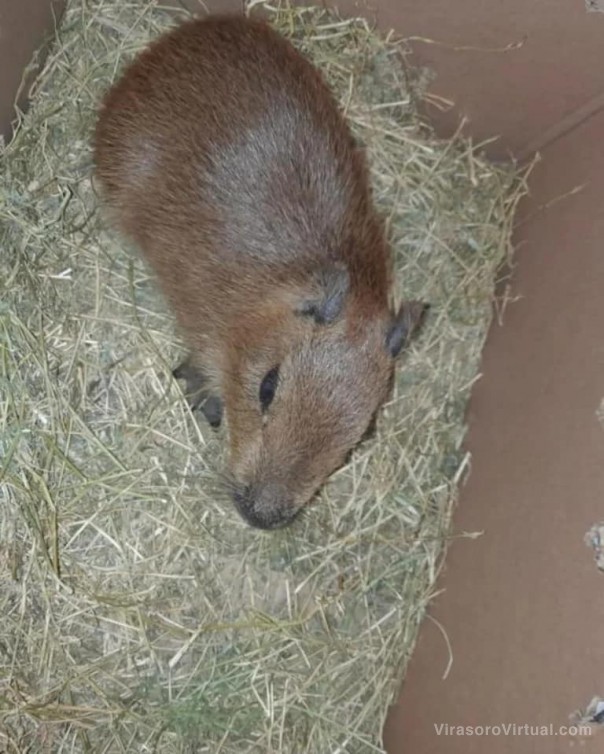 Rescate de animales que huyen de los incendios