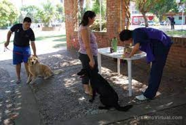 Diseñaron un kit rápido para detectar leishmaniasis visceral canina